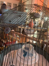 Two bourke parakeets 