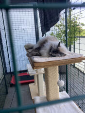 Unhappy cat... what a pleasure to see them enjoying being outside! thank you...