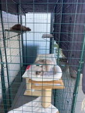 My neighbors are fans of my ragdolls and so am i! thank you so much! 
