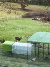 A coop attached to a walk-in run, with covers