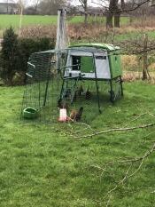 Itinerant chicken coop