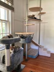 Four kittens playing on their indoor cat tree