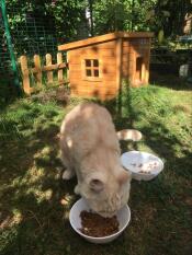 Gunnar loves his cat farm 