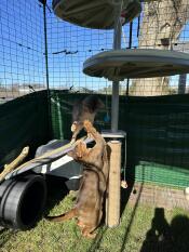 Two cats playing on the outdoor cat tree in their catio