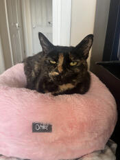 Purrfect cat bed 🐈‍⬛