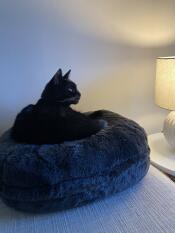 My cat hasn’t left her new Omlet bed