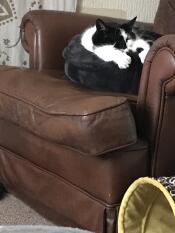 The most used bed i have ever bought 