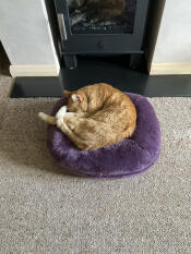 Comfy cat bed