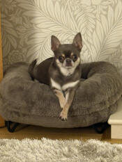 Perfect chihuahua bed