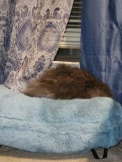 Turned my cat into a potato!