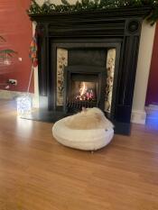 A white cat in his white donut shaped bed