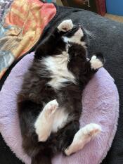 A black and white cat sleeping in the lilac maya donut cat bed.