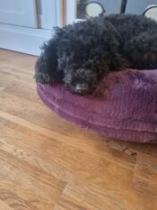 A dog in a purple donut shaped cat bed