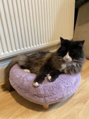 A cat sleeping in the lilac Maya donut cat bed.