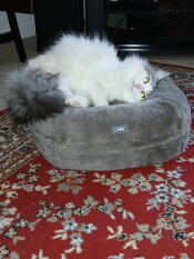 Misty loves her Omlet cushion