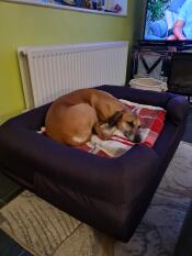 Minne skum hund säng