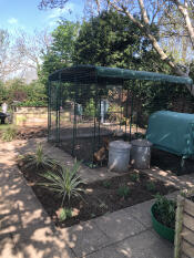 Chickens so happy with their new home, & me ! Cleaner. Easier. Better