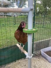 Großartiges design -hens lieben es