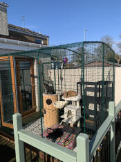 Cats loving new extension on original 2x2x2