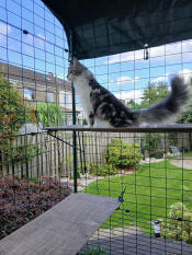 Exploring our new balcony catio