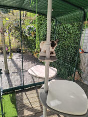 Yzma in her omelet catio. 