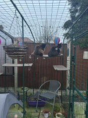 Meine beiden maine coon-jungs testen die gewichtsgrenze der catio-regale!