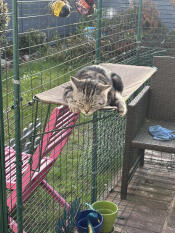 Er chillt auf seinem katzenregal 