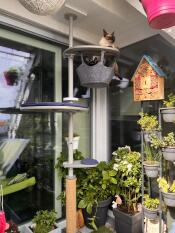 Two cats lounging on the outdoor freestyle cat tree.