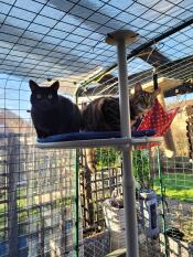 2 cats sat on a shelf of their outdoor cat tree, inside their outdoor run