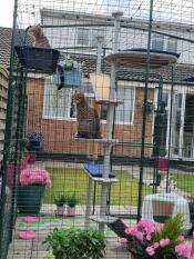 Cats in their catio, watching the neighbours from their outdoor cat tree and shelves