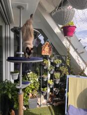 A cat using the outdoor freestyle cat tree.
