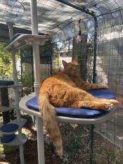 A cat on the shelf of an outdoor cat run