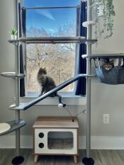 Two cats on their cat tree