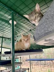 Two cats on the platforms of their cat tree