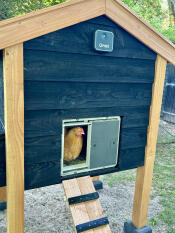 The smart automatic chicken coop door attached to a wooden chicken coop.