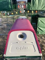 It was to be the isolation henhouse 