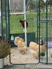 Quality design - hens love it!