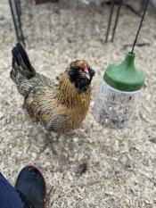 A chicken pecking some seeds from her pecking toy