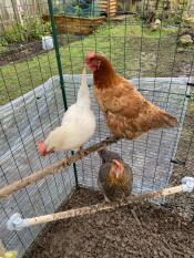 Tolles produkt, unsere hühner lieben es!