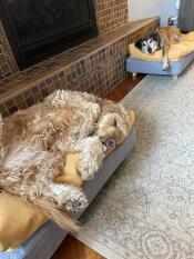 Deux chiens appréciant le confort de leur lit gris avec des poufs jaunes.