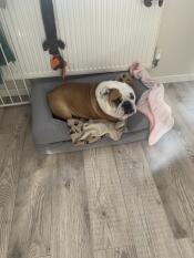 Loved the concept, but a bit small!