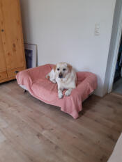 Inget fel med hundbädd