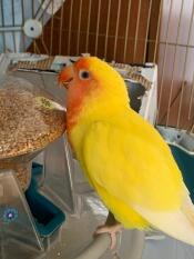 Creazione fantastica 