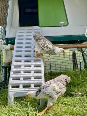 Dwarf wyandotte pullets on the new chicken ladder 