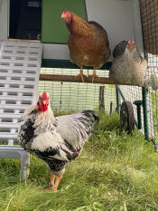 Dwarf wyandotte and the new chicken ladder 