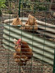 The hens are happy again!