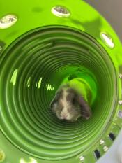 A rabbit inside of the green Zippi tunnel.