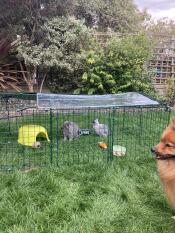 Rabbits in their enclosure