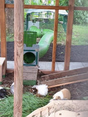 Les mulets dans le jardin