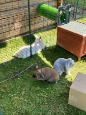 The tunnel to happiness